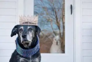 zoe pet euthanasia