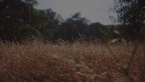 image 4 (1)