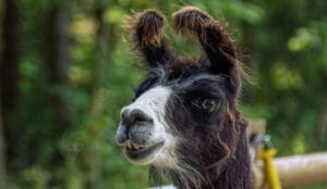 llama
