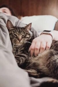 CatSleeping
