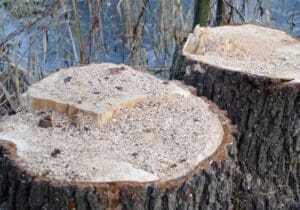 Stump grinder rental