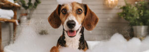 A Cute Little Dog Taking A Bubble Bath W original 2432465 1210x423