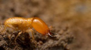 Close,Up,Termite,Soldiers,Are,Guarding,The,Nest,,Subterranean,Termites