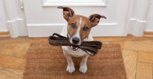 dog waits for walking with leash